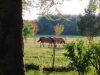 image_Garder à mon domicile pendant mon absence 24 h/24  2 gentils chevaux et un chat